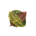 tropical french style cheese l 0 1752848113 - DIVERSTIMENTI